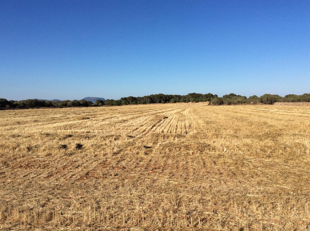 Sa Bassa Crua Alojamento de Turismo Rural Sa Torre