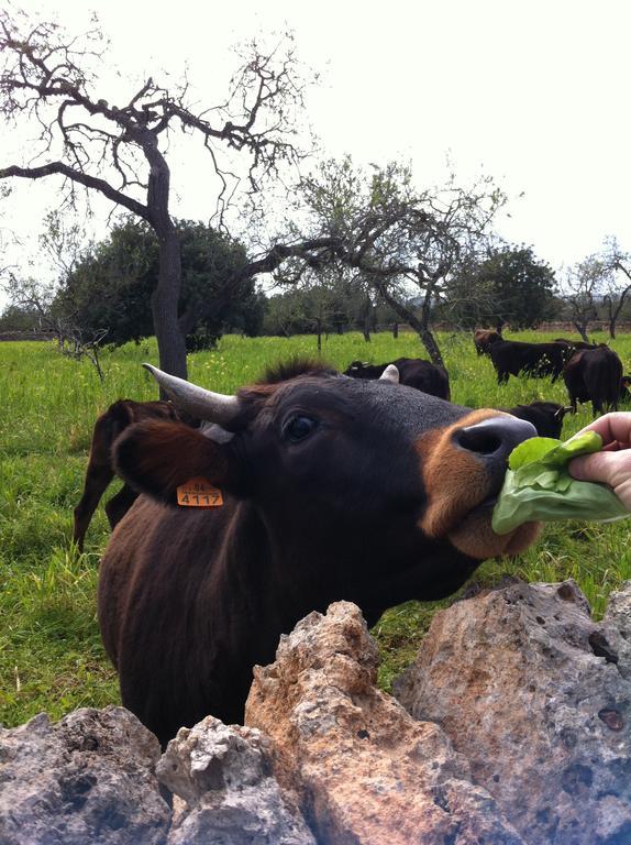 Alojamento de Turismo Rural Sa Bassa Crua Sa Torre